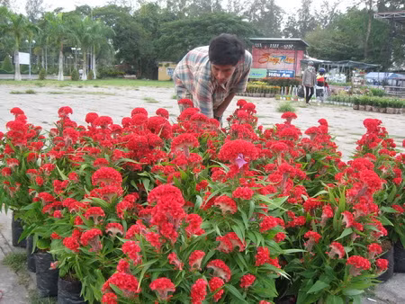 Hoa mồng gà Hoa mồng gà.jpg