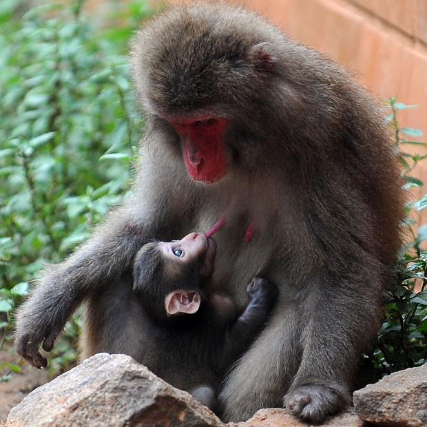 Ảnh động vật đẹp trong tuần ảnh 4 A Japanese macaque breastfeeds its baby at the zoo in Rio de Janeiro