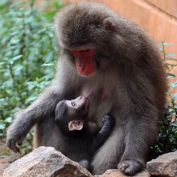A Japanese macaque breastfeeds its baby at the zoo in Rio de Janeiro