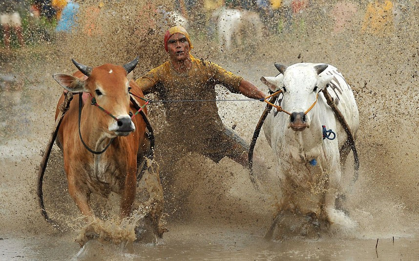 Ảnh động vật đẹp trong tuần