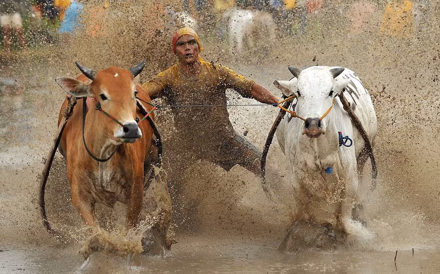 Ảnh động vật đẹp trong tuần
