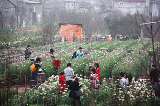 Các vườn hoa thời điểm này lúc nào cũng hút rất đông các bạn trẻ đến chụp hình. Ảnh; gdtd.vn