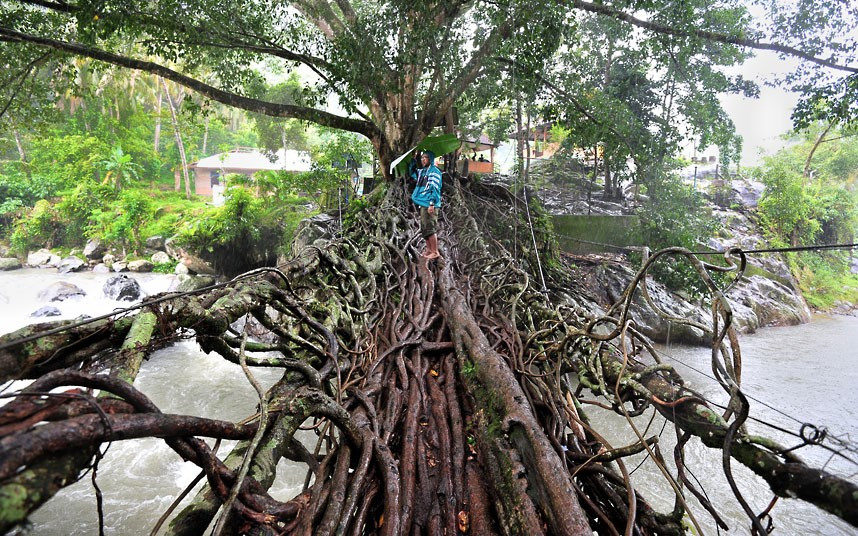 People cross the unique living tree root bridge in Padang, Indonesia. The living crossing has replaced a rickety bamboo contraption that was constantly washed away by swollen rivers during the monsoon season, cutting off two villages. A local man named Pakih Sohan decided to intertwine tree roots over 26 years to form the sturdy walkway. Now the villages of Pulut-pulut and Lubuak Glare on either bank of the Bayang river are no longer cut off. The bridge is 30 metres long and one metre wide - and has stood on the site for 100 years.