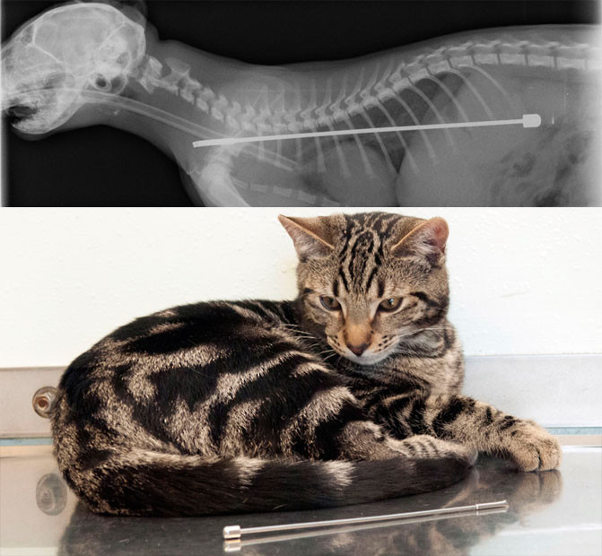 Ảnh động vật đẹp trong tuần ảnh 2 Alphie the kitten is lucky to be alive after swallowing a six-inch TV aerial. He had to undergo emergency surgery after he swallowed a metal digital antenna. Vets at PDSA’s Sheffield PetAid hospital were stunned when X-rays revealed the aerial, which was lodged in his oesophagus and stomach.