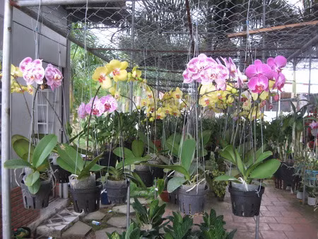 Hoa Lan Hoa Lan.jpg