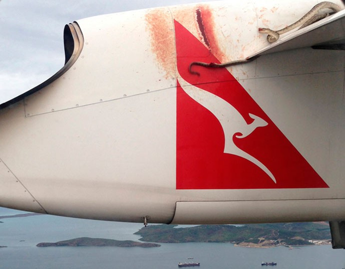 Ảnh động vật đẹp trong tuần ảnh 6 Snake on a plane: a python lies wedged on the wing of a Qantas passenger plane as it flies over Port Moresby. Passengers on a flight from Australia to Papua New Guinea were shocked to look out their cabin windows to find a huge snake on the wing of the plane. The three metre-long (9.1 foot) non-poisonous Amethystine python appeared about an hour into the Qantas flight. Passengers watched as the reptile engaged in a life-and-death struggle to maintain its grip on the plane despite the winds and chilly altitude temperatures for the two-hour journey. The snake, unfortunately, was found dead on arrival.