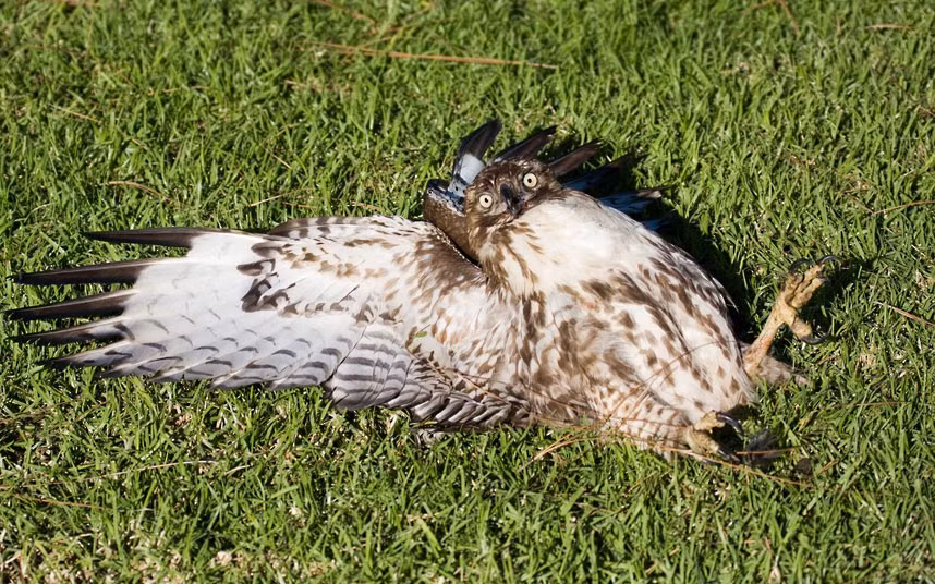 We all know that feeling - a large lunch leaves us sprawled out on the sofa, unable to move. This juvenile red-tailed hawk was rendered immobile after eating too much. Photographer Steve Shinn managed to snap the stricken bird of prey on its back after a meal of a coot near a nature preserve in Long Beach, California. He says: I found this bird in a very unhawklike position looking very distressed. I called some folks who work for South Bay Wildlife Recovery. The stuffed critter was collected and taken in for some rest and recovery. A day later it was sitting on a perch and seemed none the worse for the gluttonous rampage.