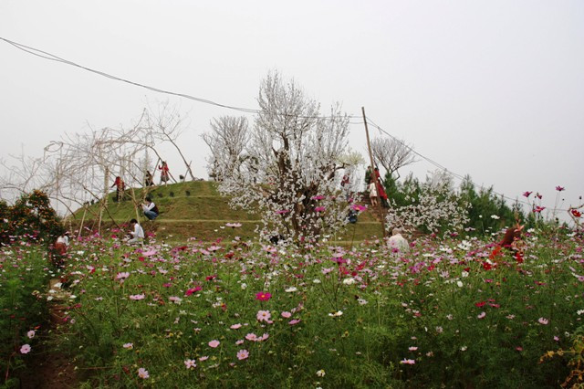 Đào giả hút khách hơn đào thật. Ảnh; gdtd.vn