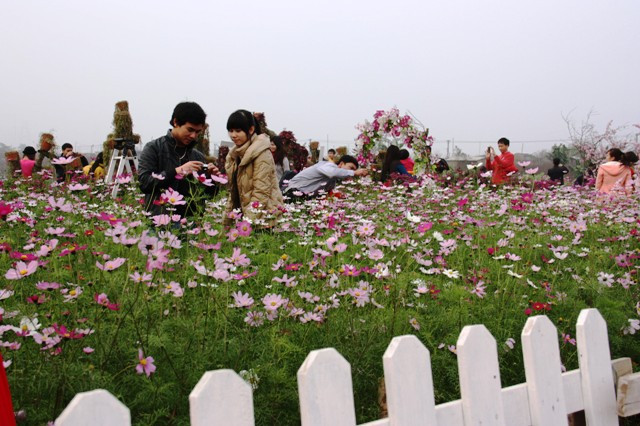 Vườn Nhật Tân: Đào giả hút giới trẻ ảnh 14