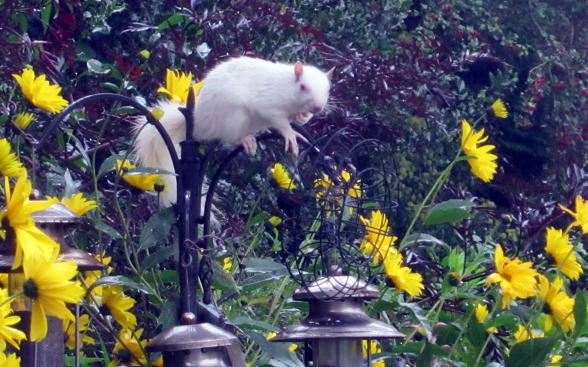Telegraph reader Angela Denney sent us this picture of an albino squirrel in her garden. She writes: This chap is a frequent , and welcome, visitor to my bird table, even if he does eat all the peanuts. If you have a photograph you’d like us to consider for a picture gallery, please email it to mypic@telegraph.co.uk, supplying a little info on where and when the picture was taken.