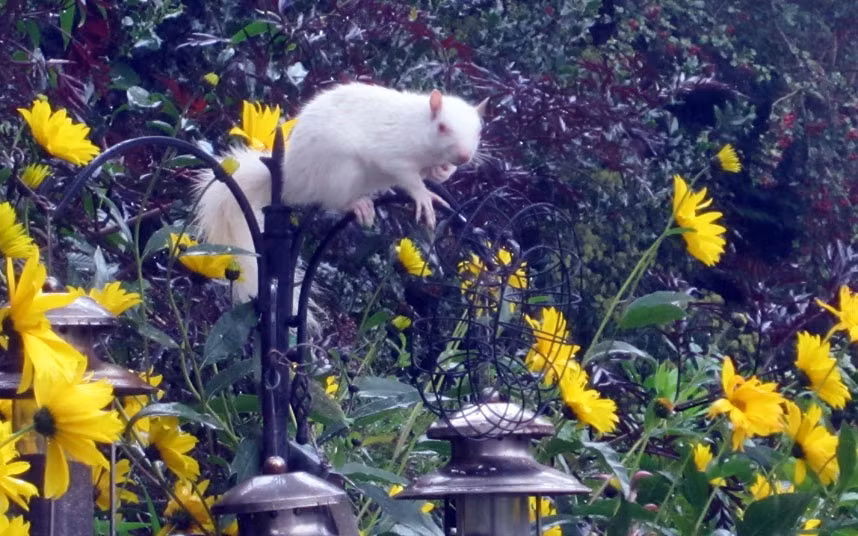 Telegraph reader Angela Denney sent us this picture of an albino squirrel in her garden. She writes: This chap is a frequent , and welcome, visitor to my bird table, even if he does eat all the peanuts. If you have a photograph you’d like us to consider for a picture gallery, please email it to mypic@telegraph.co.uk, supplying a little info on where and when the picture was taken.