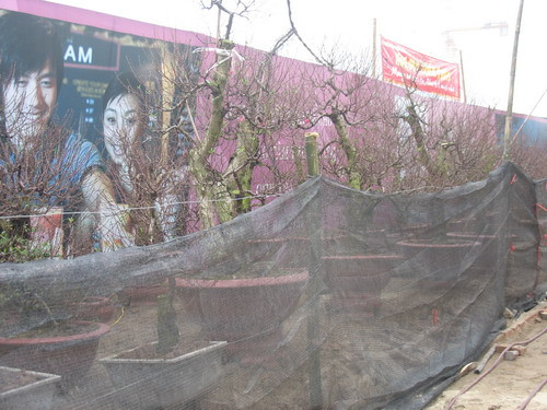 Các vườn đào đã sẵn sàng đón khách