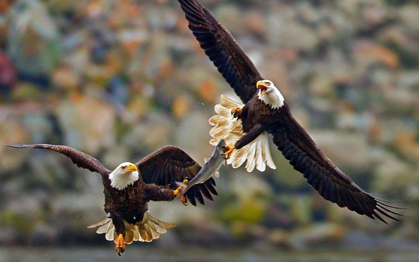 Ảnh động vật đẹp trong tuần ảnh 8 Two bald eagles fight over a fish in mid-air. The battle was caught on camera by wildlife photographer Herb Houghton at the Susquehanna River in Maryland, US.