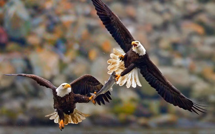 Two bald eagles fight over a fish in mid-air. The battle was caught on camera by wildlife photographer Herb Houghton at the Susquehanna River in Maryland, US.