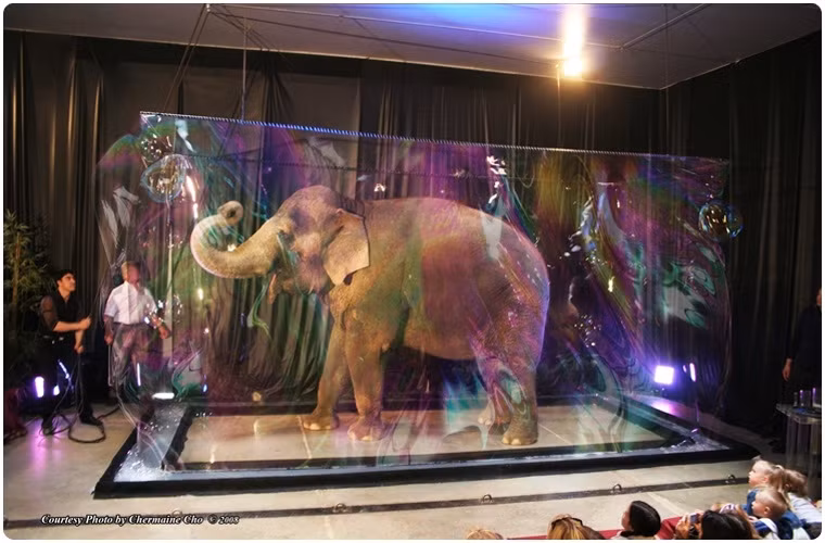 "Huyền thoại bong bóng" Fan Yang trở lại Việt Nam ảnh 4