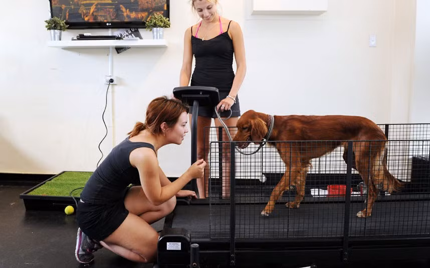 Laura Jackson and Ciarne Randell put Irish red setter Ciara through her paces on the treadmill during a doggy gym class at Happy Paws Fitness in Rushcutters Bay, Sydney