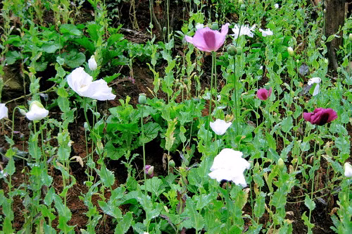 Hà Giang không còn tình trạng tái trồng cây thuốc phiện