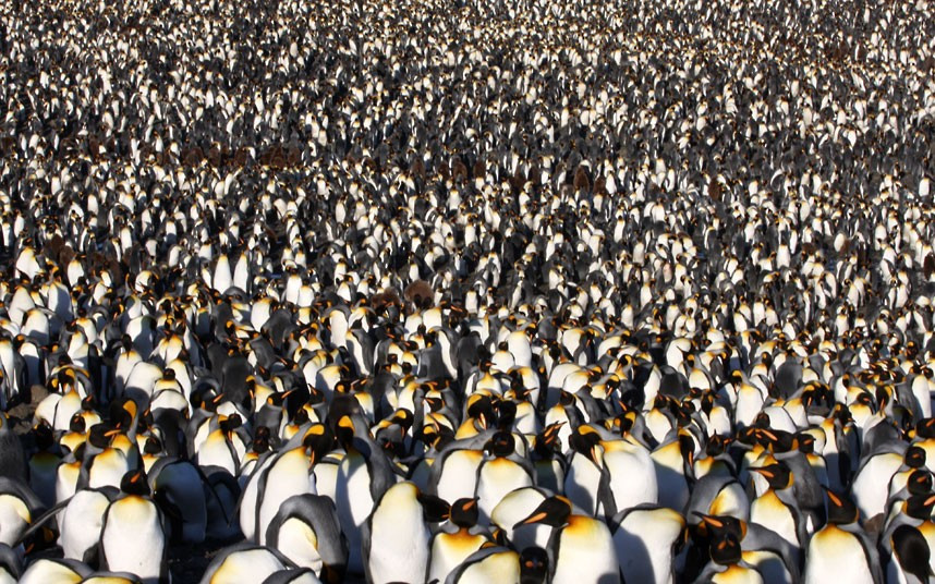 Ảnh động vật đẹp trong tuần ảnh 7 Thousands of King Penguins gather in St Andrews Bay on South Georgia Island in Antarctica. A huge penguin colony stretches as far as the eyes. Photographer Rob Lott spent three weeks on South Georgia Island in Antarctica recording the flightless birds during breeding season. At times up to 400,000 penguins were gathered in St Andrews Bay, on the tiny outpost between Argentina and Antarctica.