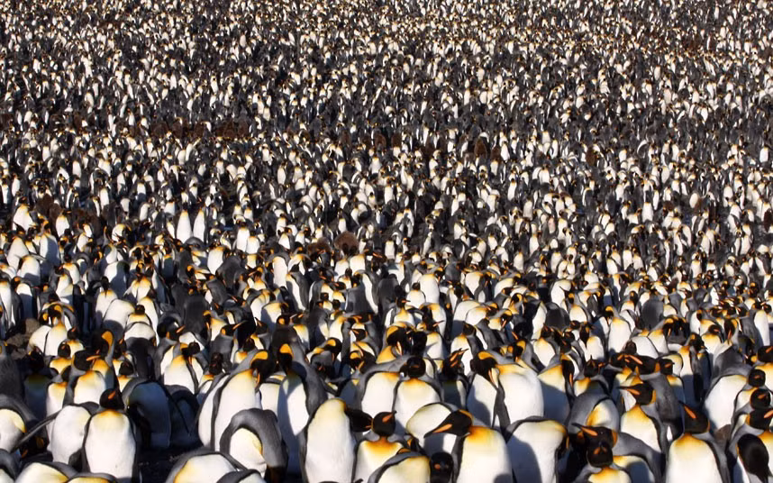 Thousands of King Penguins gather in St Andrews Bay on South Georgia Island in Antarctica. A huge penguin colony stretches as far as the eyes. Photographer Rob Lott spent three weeks on South Georgia Island in Antarctica recording the flightless birds during breeding season. At times up to 400,000 penguins were gathered in St Andrews Bay, on the tiny outpost between Argentina and Antarctica.