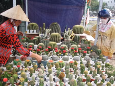 Chọn mua hoa Xương Rồng.jpg