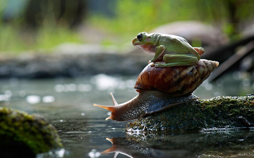 A frog hitches a lift on the back of a snail. Macro photographer Nordin Seruyan captured the unusual pairing by a pond in his garden in Central Borneo, Indonesia. He spotted the frog jumping onto the snail’s back before it slowly slithered around the pond, with the frog still on his back.