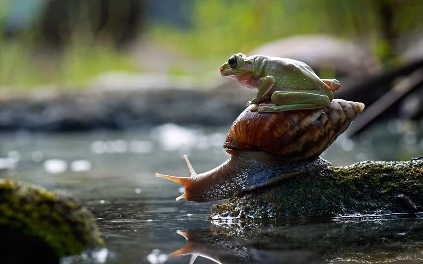A frog hitches a lift on the back of a snail. Macro photographer Nordin Seruyan captured the unusual pairing by a pond in his garden in Central Borneo, Indonesia. He spotted the frog jumping onto the snail’s back before it slowly slithered around the pond, with the frog still on his back.