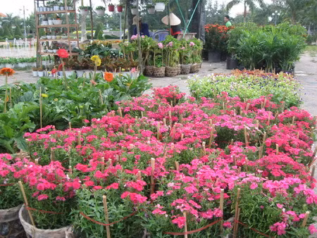 Hoa cát tường Hoa cát tường.jpg