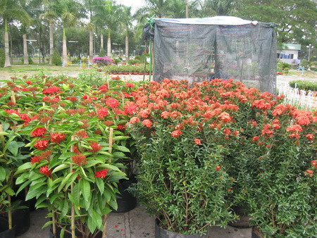 Bông trang khoe sắc Bông trang khoe sắc