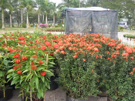 Bông trang khoe sắc