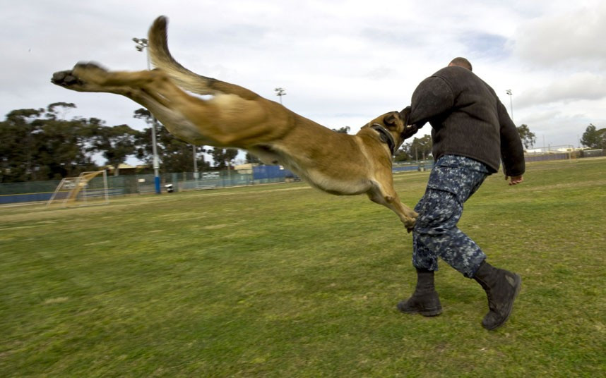 Apprentice Randy Tallman, assigned to Commander, Navy Region Southwest, acts as a military working dog moving target during a controlled aggression exercise in San Diego