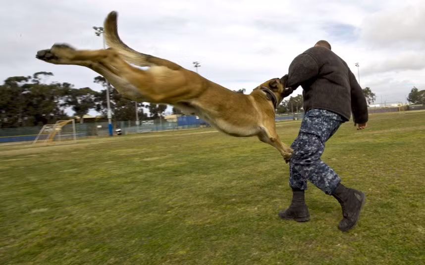 Apprentice Randy Tallman, assigned to Commander, Navy Region Southwest, acts as a military working dog moving target during a controlled aggression exercise in San Diego