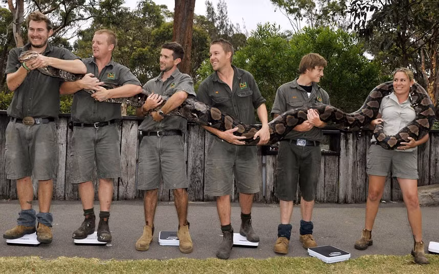 Rangers Mick Craig, Brad-Obi Gabriel, Chris Wallace, Tim Faulkner, Kyle Ralphs and Julie Mendoza hold Atomic Betty the reticulated python during her annual weigh-in and health check at the Australian Reptile Park in Somersby, New South Wales