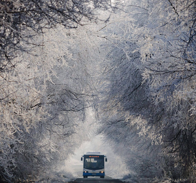 Những hình ảnh ấn tượng trong tuần ảnh 4 A bus is driven under frost-covered trees just outside Debrecen, Hungary