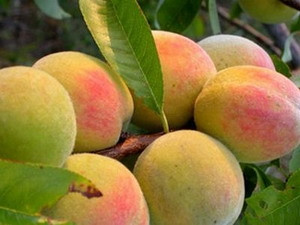 Đào Mẫu Sơn lọt tốp 50 đặc sản trái cây nổi tiếng nhất được người tiêu dùng ưa thích.