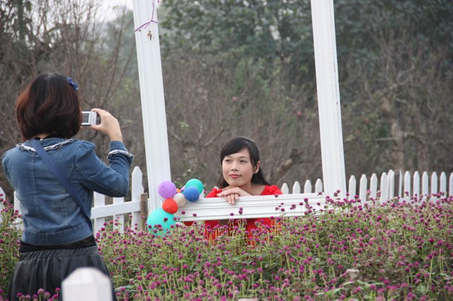 Từ 15-20 nghìn đồng tùy từng vườn hoa, các bạn trẻ có thể thoải mái tạo dáng chụp ảnh với loài hoa mình yêu thích. ảnh; gdtd.vn