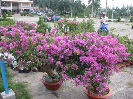 Xuân đã về kế bên rồi