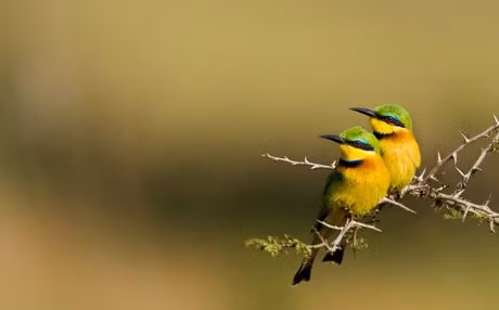 Ve dep kho tin cua nhung loai chim hoang da - Anh 1