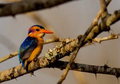 Ve dep kho tin cua nhung loai chim hoang da - Anh 2