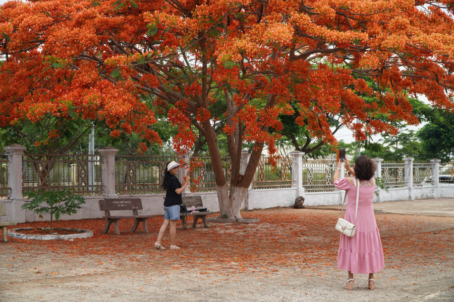 Những ngày qua, hàng trăm người tìm đến trường Cao đẳng Gia Lai (đường Cách Mạng Tháng Tám, TP Pleiku, Gia Lai) để chiêm ngưỡng, chụp hình cùng 2 cây phượng đỏ rực góc sân trường.