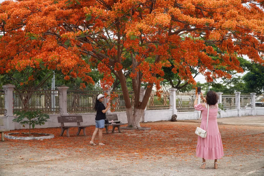Những ngày qua, hàng trăm người tìm đến trường Cao đẳng Gia Lai (đường Cách Mạng Tháng Tám, TP Pleiku, Gia Lai) để chiêm ngưỡng, chụp hình cùng 2 cây phượng đỏ rực góc sân trường.