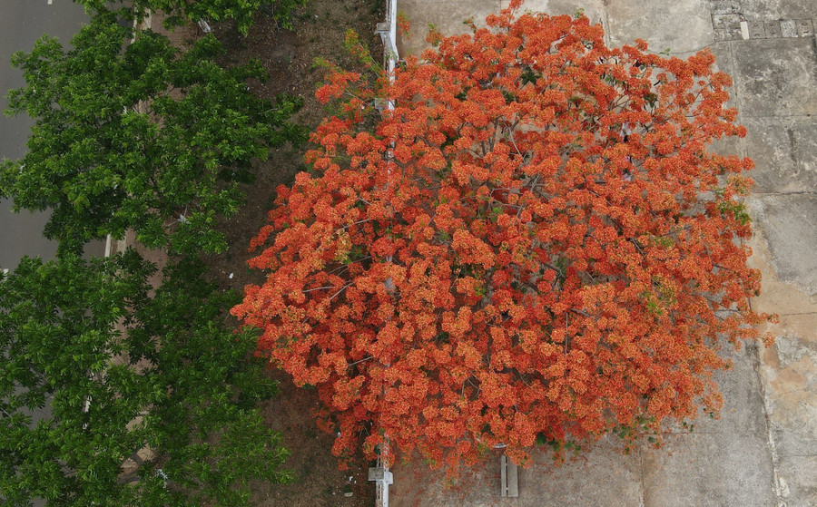 Hoa phượng gắn với ký ức tuổi học trò. Mỗi khi hè tới, nhìn hình ảnh những chùm hoa phượng đỏ rực cả góc trời khiến nhiều người bồi hồi nhớ lại quãng thời gian còn đi học.