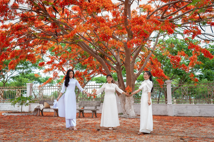 Vẻ đẹp rực rỡ của hoa phượng làm nhiều người hồi tưởng lại những kỷ niệm khó quên của tuổi học trò.
