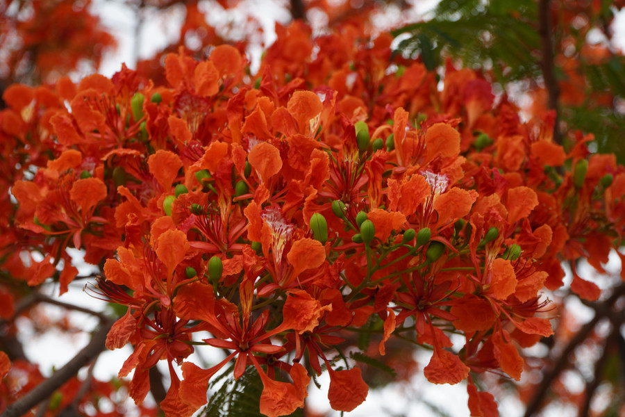 Những cánh phượng đỏ rực.