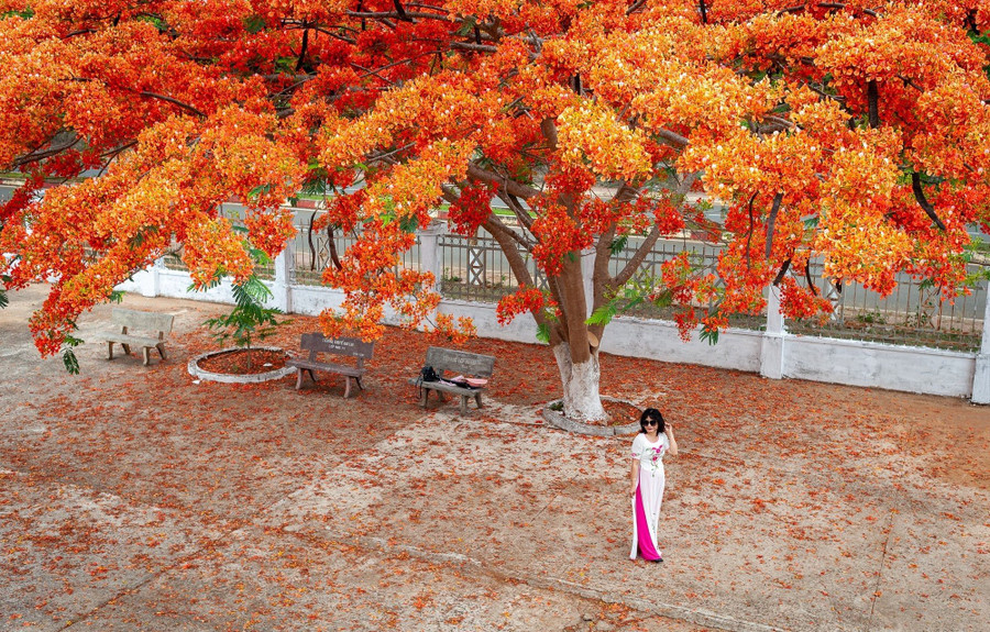 Cây phượng có tán lá to, rộng, thân cây cao khoảng từ 5m đến 20m. Chính vì vậy, loài hoa này được trồng để tạo bóng râm.