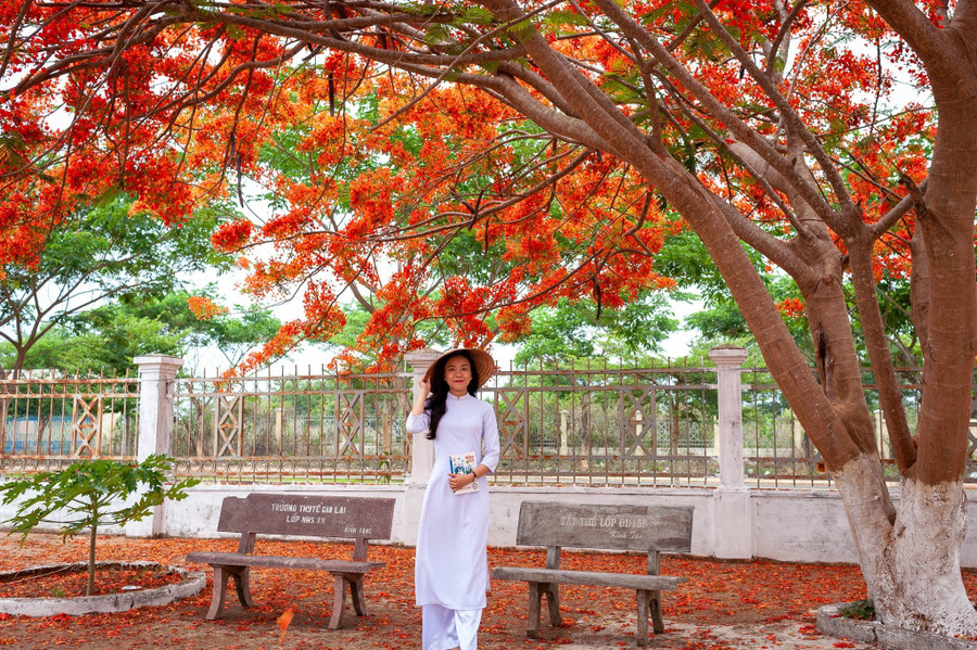 Nguyễn Thị Minh Thư (19 tuổi, xã Trà Đa, TP Pleiku) tâm sự, những ngày qua hoa phượng đua nhau khoe sắc, rực rỡ cả một góc trường Cao đẳng Gia Lai. &quot;Cây phượng nở hoa phủ kín mà lá rất ít, nên em rủ bạn bè đến đây để chụp hình cùng tà áo dài trắng thướt tha&quot;.