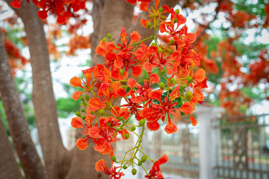 Hoa phượng có 3 loại (đỏ (phượng vĩ), phượng vàng và phượng tím). Hoa phượng đỏ hay là giống hoa phổ biến nhất hiện nay.