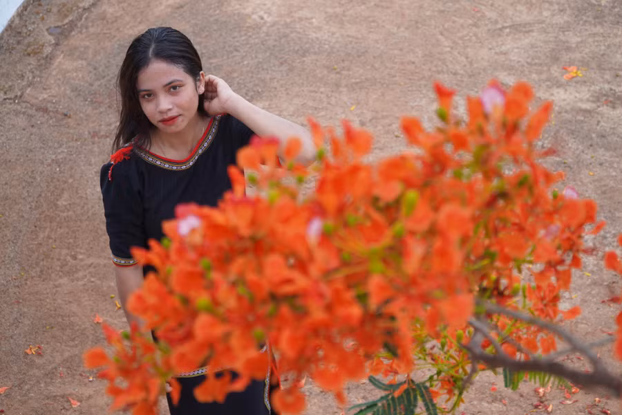 Ksor Tuyên - sinh viên của trường chia sẻ, năm nào cây phượng cũng ra hoa rực rỡ. "Hoa đỏ rực thu hút rất đông người đến tham quan, chiêm ngưỡng và chụp hình. Mấy ngày nay, khuôn viên trường lúc nào cũng đông vui, nhộp nhịp", Ksor Tuyên nói.