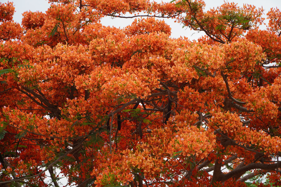 Phượng thuộc nhóm loài cây thường xanh, nhưng khi trồng tại những nơi khô hạn cây phượng sẽ rụng lá vào mùa khô. Phượng thường nở vào khoảng tháng 4 đến tháng 6, tùy điều kiện khí hậu.