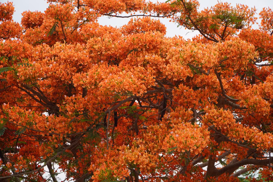 Phượng thuộc nhóm loài cây thường xanh, nhưng khi trồng tại những nơi khô hạn cây phượng sẽ rụng lá vào mùa khô. Phượng thường nở vào khoảng tháng 4 đến tháng 6, tùy điều kiện khí hậu.