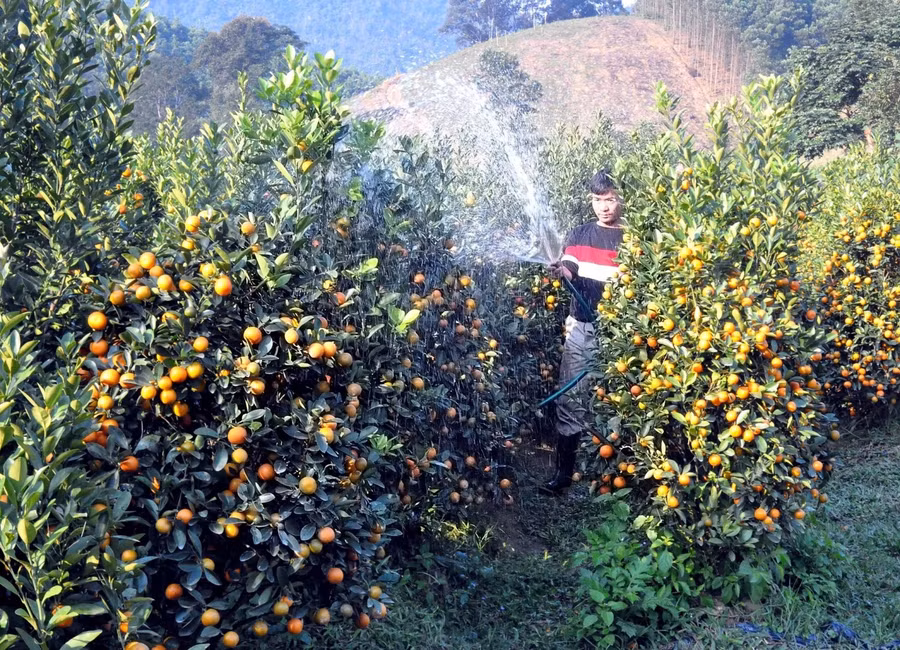Anh Thao đang chăm sóc những công đoạn cuối cùng cho vườn quất Tết